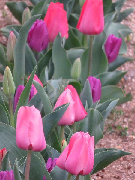 16年4月9日 なぜチューリップの花は開閉するのだろう 今日の風に吹かれましょう 16年4月9日 なぜチューリップの花は開閉するのだろう 今日の風に吹かれましょう