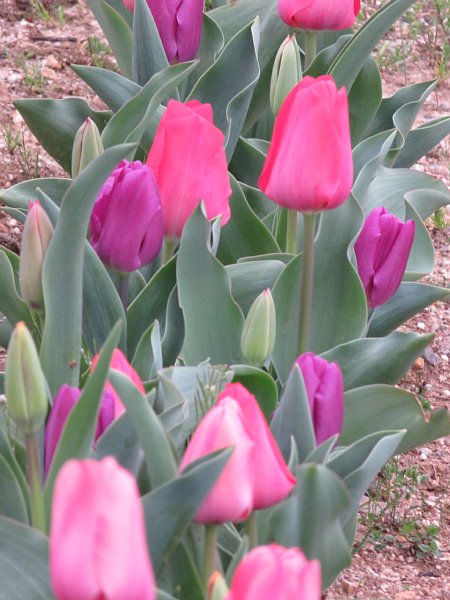 16年4月9日 なぜチューリップの花は開閉するのだろう 今日の風に吹かれましょう 16年4月9日 なぜチューリップの花は開閉するのだろう 今日の風に吹かれましょう