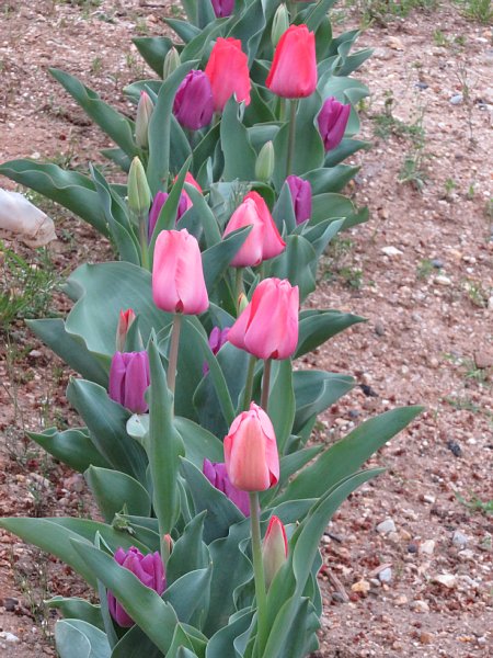 16年4月9日 なぜチューリップの花は開閉するのだろう 今日の風に吹かれましょう 16年4月9日 なぜチューリップの花は開閉するのだろう 今日の風に吹かれましょう