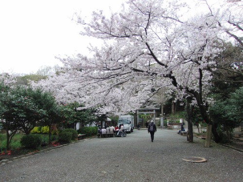 外出レク　～ 2016 お花見レク風景① ～_e0222340_15342029.jpg