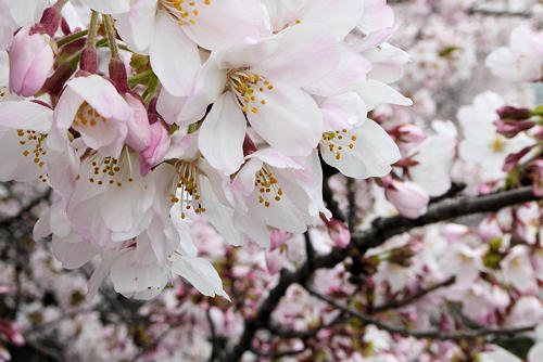 石神井川の桜（２０１６年）１_d0039443_2381078.jpg