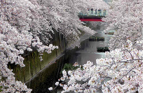 石神井川の桜（２０１６年）１_d0039443_2384024.jpg