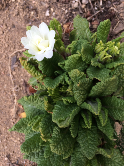 玄関前スペースの様子ちょこっと植え替え My Small Garden Sugar Plum 玄関前スペースの様子ちょこっと植え替え My Small Garden Sugar Plum