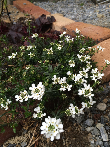 玄関前スペースの様子ちょこっと植え替え My Small Garden Sugar Plum 玄関前スペースの様子ちょこっと植え替え My Small Garden Sugar Plum