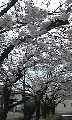 桜便り。。。NO２_a0135546_01180165.jpg