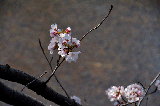 桜 1（伏見川）_c0093046_6492339.gif