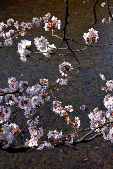 c0093046_6493919.gif