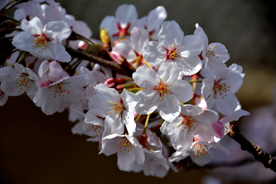 桜 1（伏見川）_c0093046_649816.gif