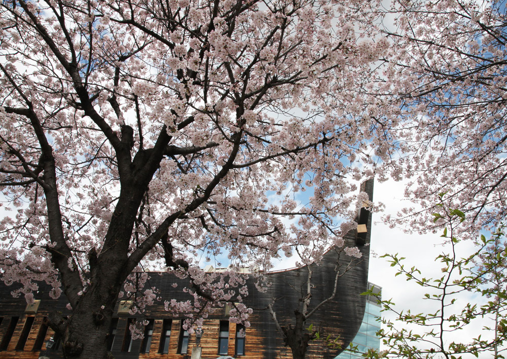 大阪　藤井寺市　シュラホール　桜_c0108146_23453775.jpg