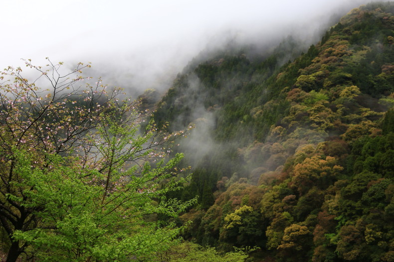 山路では・・・ Eikoのデジタルフォト