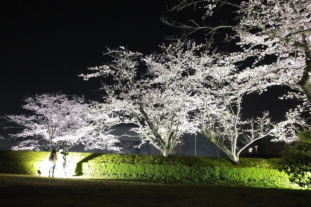 博物館で桜のライトアップ　　　_b0236251_11275915.jpg