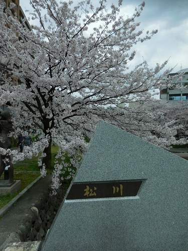 松川べりの桜_c0327752_16241000.jpg