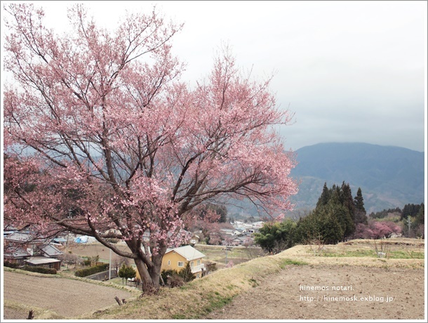 他の花々も。_b0319255_22064179.jpg