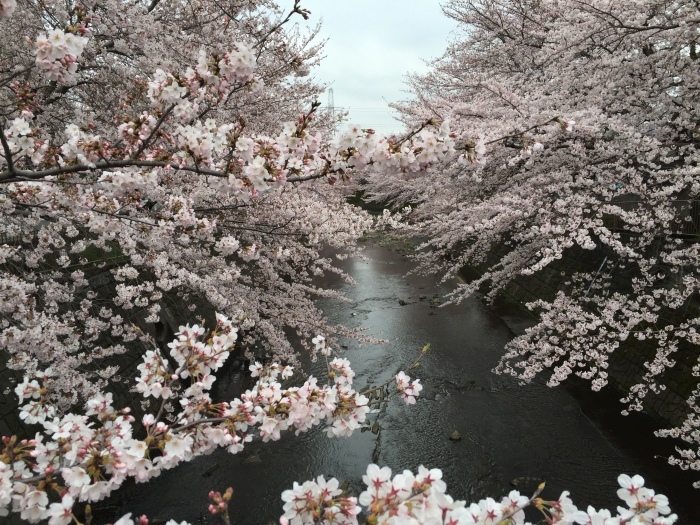 桜、さくら_e0007955_07550682.jpeg
