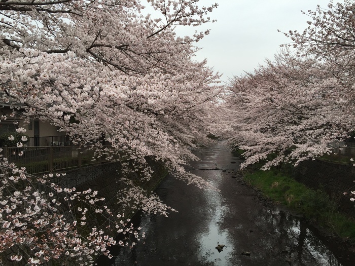 桜、さくら_e0007955_07583697.jpeg