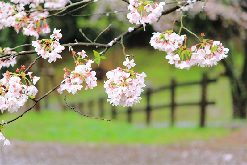 雨の翌日　田代公園散歩_e0305156_10585118.jpg