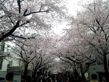 満開_a0061057_1572484.jpg