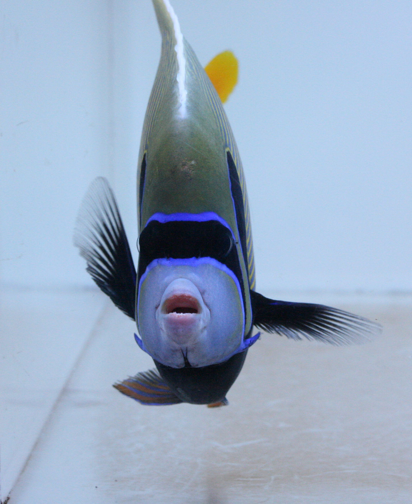 沖縄産タテジマキンチャクダイなどなど ビーボックスアクアリウム 海水魚 サンゴ情報 沖縄産タテジマキンチャクダイなどなど ビーボックスアクアリウム 海水魚 サンゴ情報