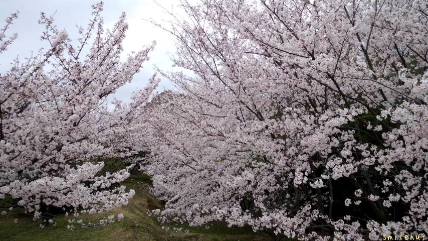 さくら 桜_d0063558_20293069.jpeg