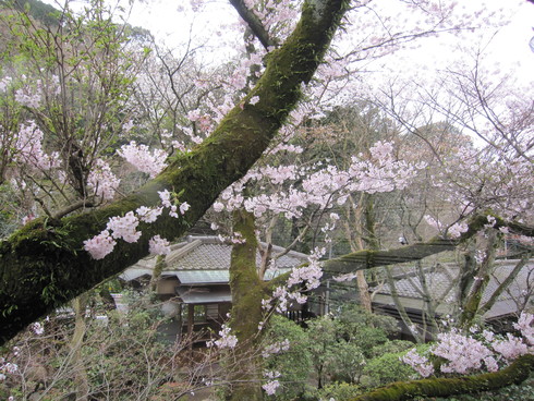 2016年　4月4 日　桜開花実況中継_c0078659_1721236.jpg