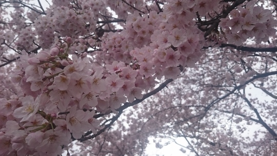 桜には青空が似合うのに．．．_c0328559_16423829.jpg