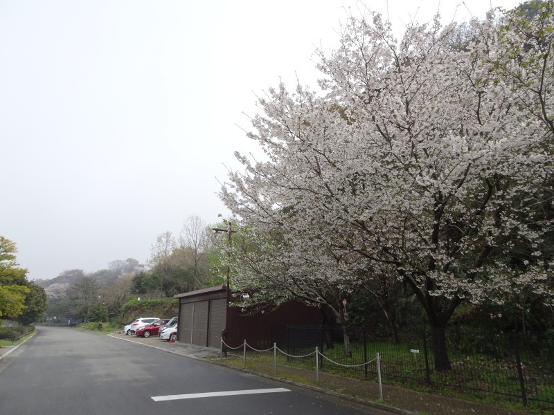 多奈川小学校の先生が下見に来られました　in　うみべの森_c0108460_21481316.jpg