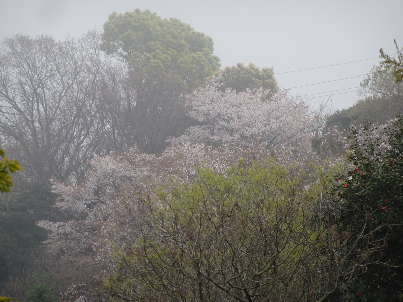 霧のせんなん里海公園へ行く_c0108460_21524691.jpg