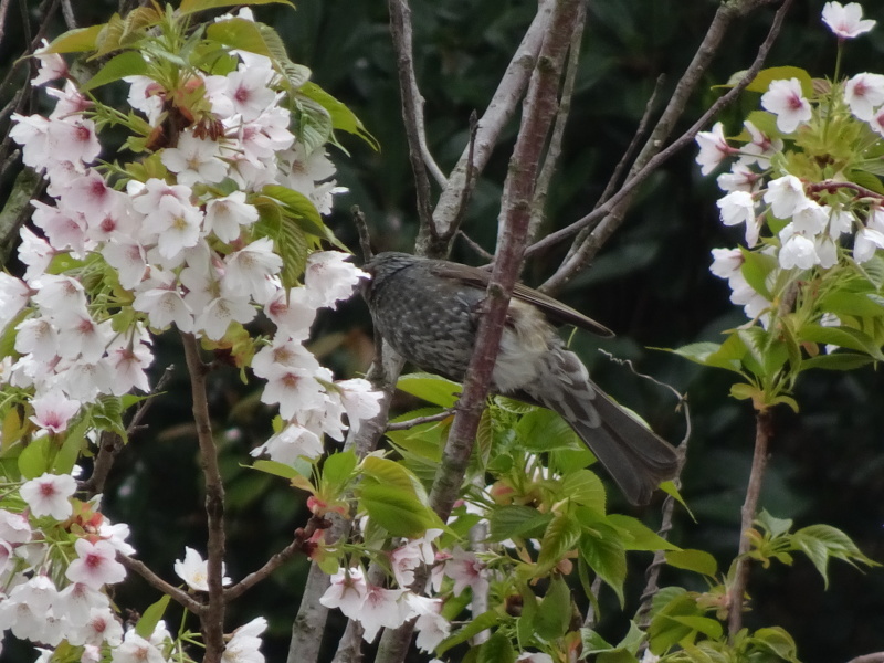 霧のせんなん里海公園へ行く_c0108460_21525376.jpg