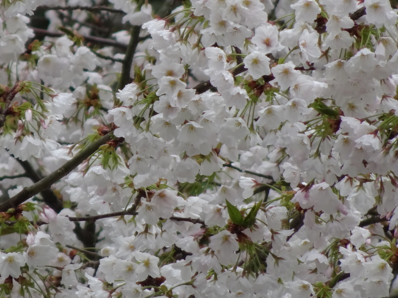 霧のせんなん里海公園へ行く_c0108460_21525536.jpg