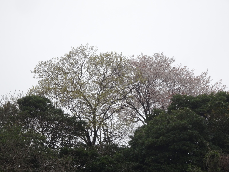 霧のせんなん里海公園へ行く_c0108460_21525734.jpg