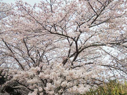 桜　満開　いい気持ち_b0196570_1519573.jpg