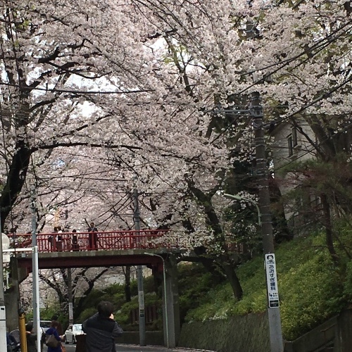 さくら、桜、サクラミチ…_b0342170_15155734.jpeg