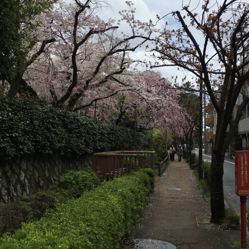 さくら、桜、サクラミチ…_b0342170_15171767.jpeg