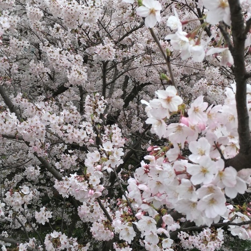 さくら、桜、サクラミチ…_b0342170_15182751.jpeg
