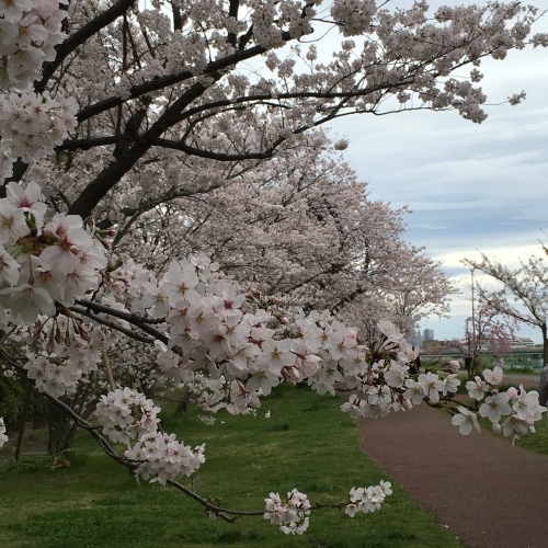 さくら、桜、サクラミチ…_b0342170_15193131.jpeg