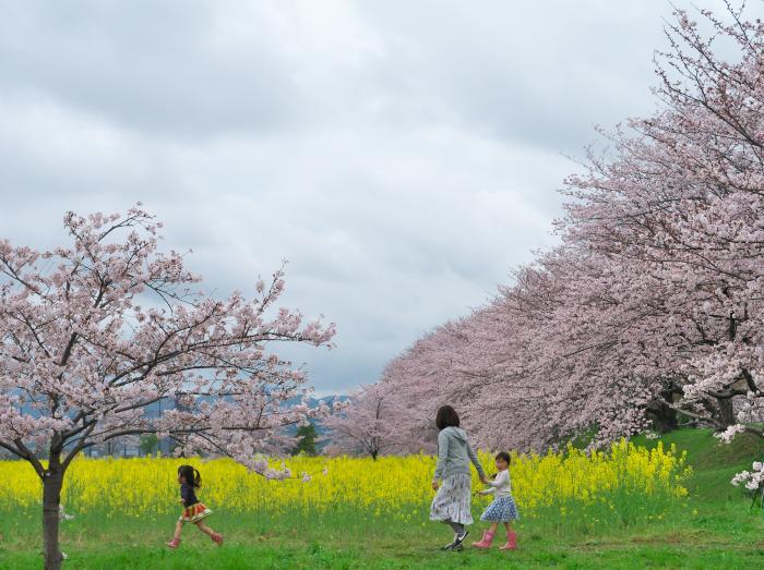 　藤原宮跡　花見だぁ～い！_b0161171_13223171.jpg