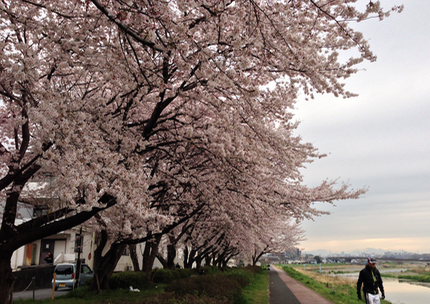 浅川桜散歩_c0040472_12214397.jpg