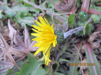f0140773_16115117.gif