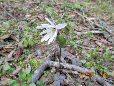 f0140773_16125531.gif