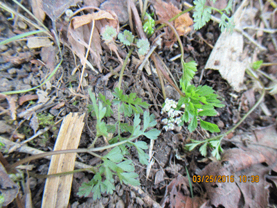 f0140773_1612770.gif
