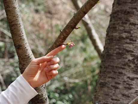 sakura❀_e0264374_16055605.jpg