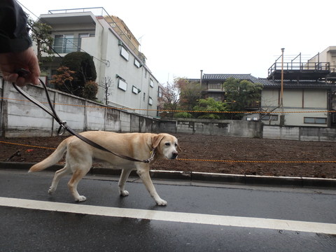 今年の青山墓地の桜は今日が盛りだろう _f0052277_184889.jpg