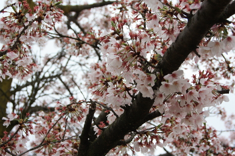 金華山からの桜～_b0171880_21134696.jpg