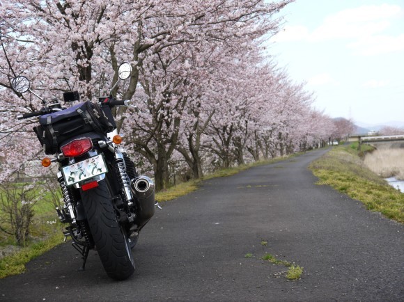 北陸越前は桜が満開ツーリング_b0209484_19413859.jpg