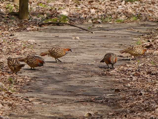 外来種待遇の落差 愛鳥 コジュケイ と害鳥 ガビチョウ 花と葉っぱ