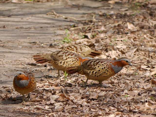 外来種待遇の落差 愛鳥 コジュケイ と害鳥 ガビチョウ 花と葉っぱ