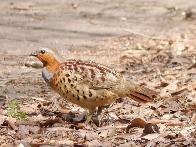 外来種待遇の落差 愛鳥 コジュケイ と害鳥 ガビチョウ 花と葉っぱ