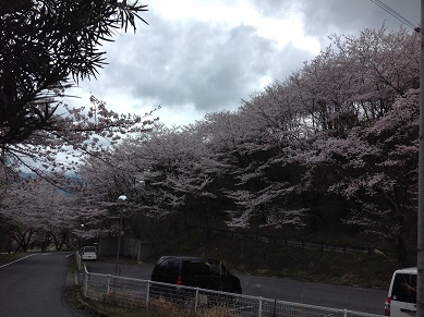 桜_a0099285_1515139.jpg