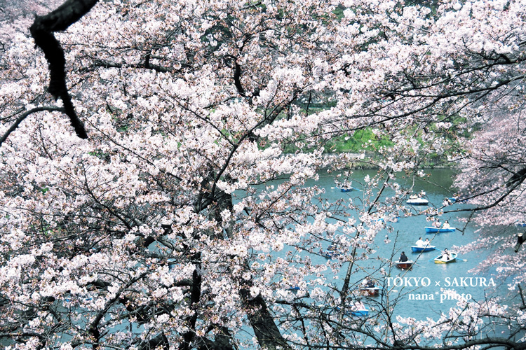 TOKYO × SAKURA #01_d0336785_23430065.jpg