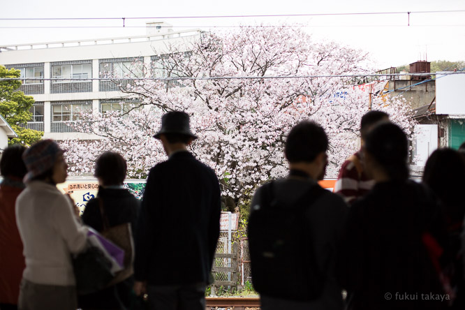 本日の桜_e0044885_22415655.jpg